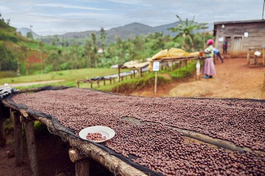 The History of Coffee - Wild & Well-Fed Organic Coffee